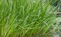 Sweet flag Acorus calamus, sword-shaped leaves